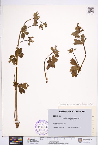 Sanicula crassicaulis [Espécimen: ]