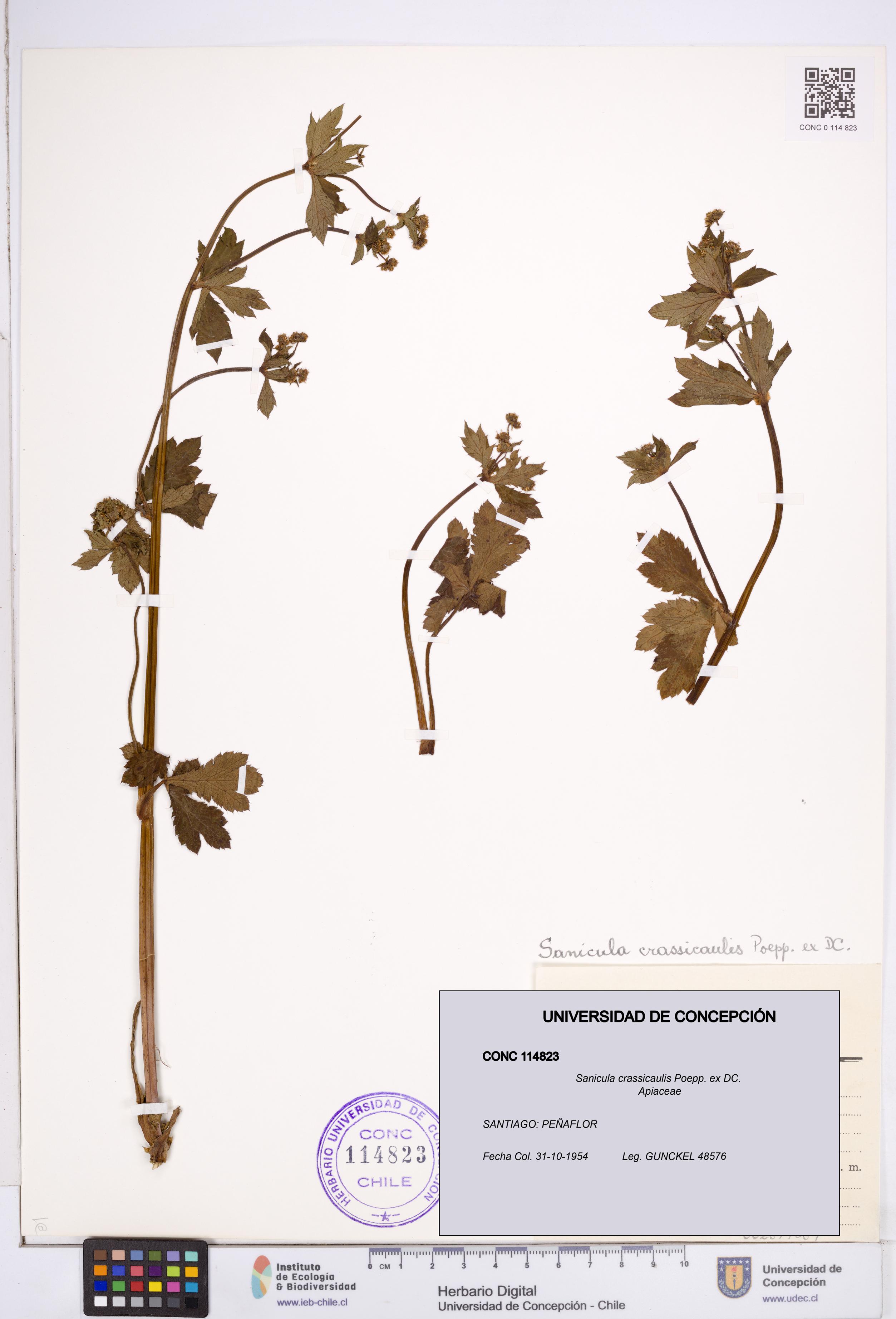 Sanicula crassicaulis [Espécimen: ]