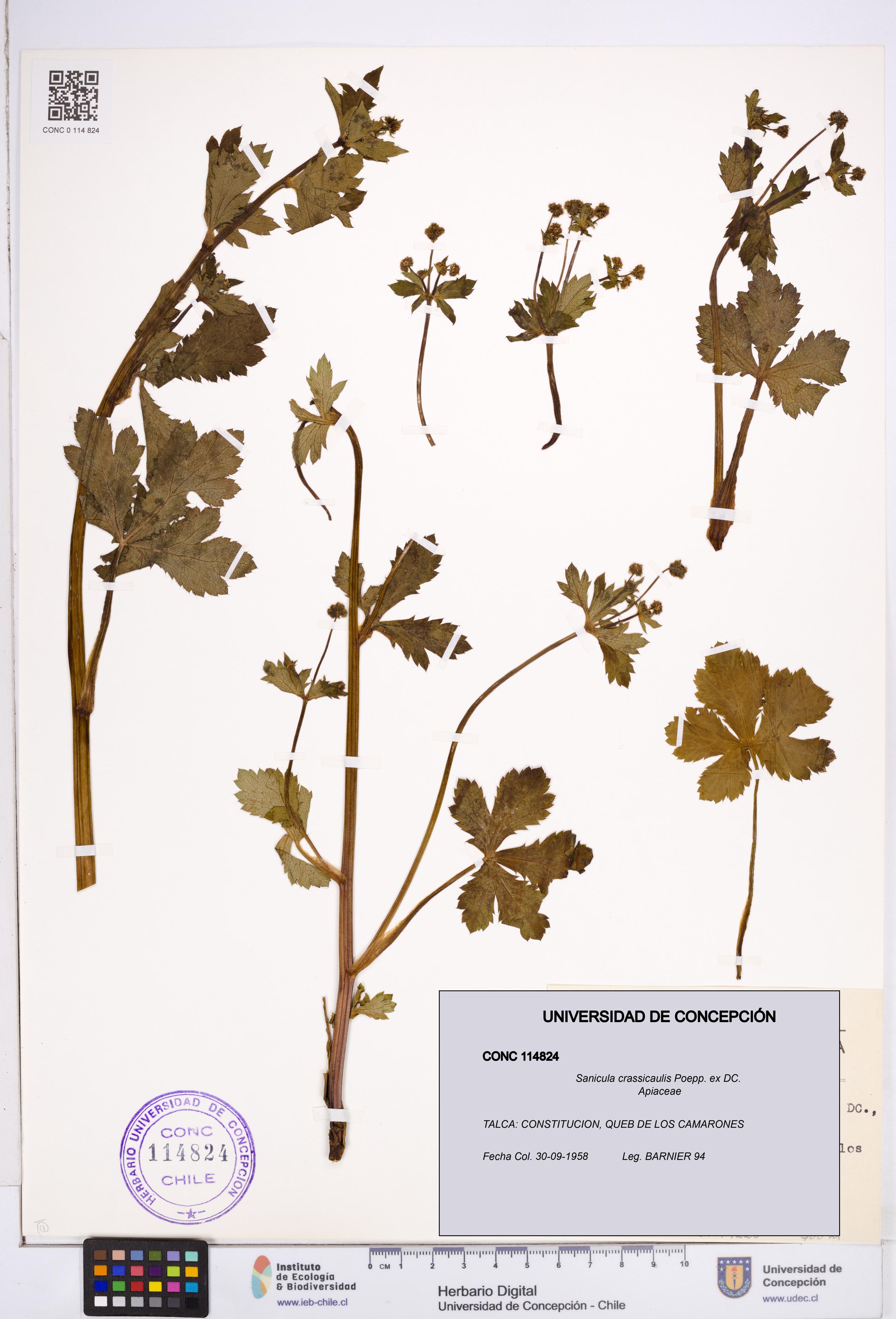 Sanicula crassicaulis [Espécimen: ]