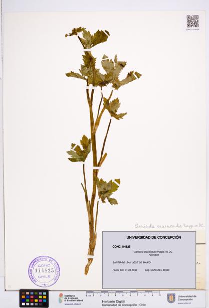Sanicula crassicaulis [Espécimen: ]