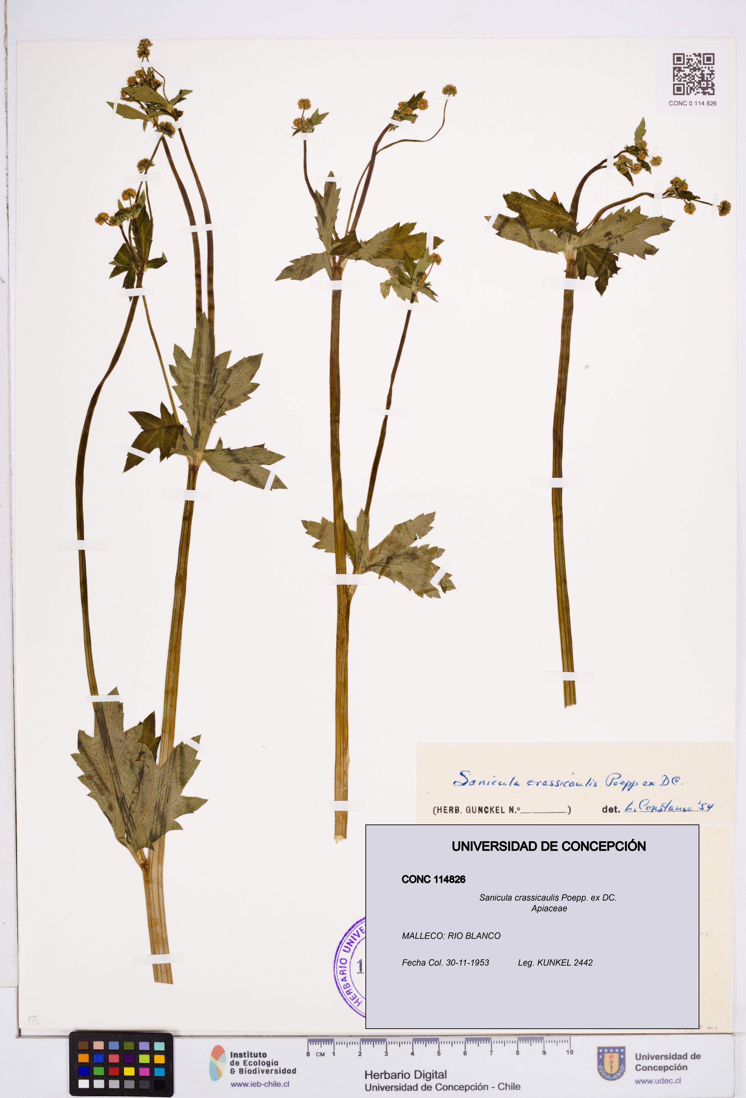 Sanicula crassicaulis [Espécimen: ]