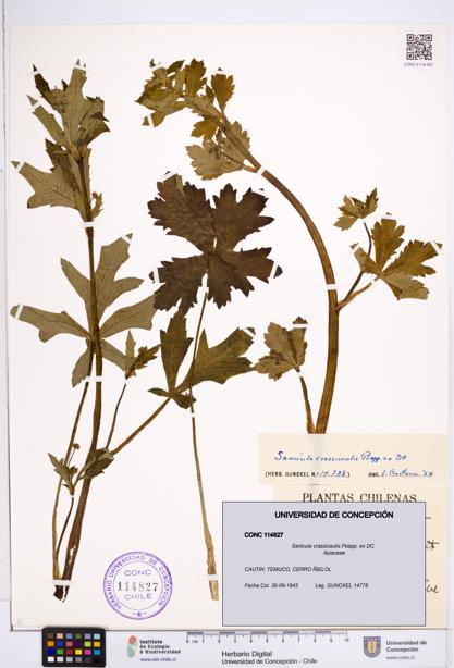 Sanicula crassicaulis [Espécimen: ]