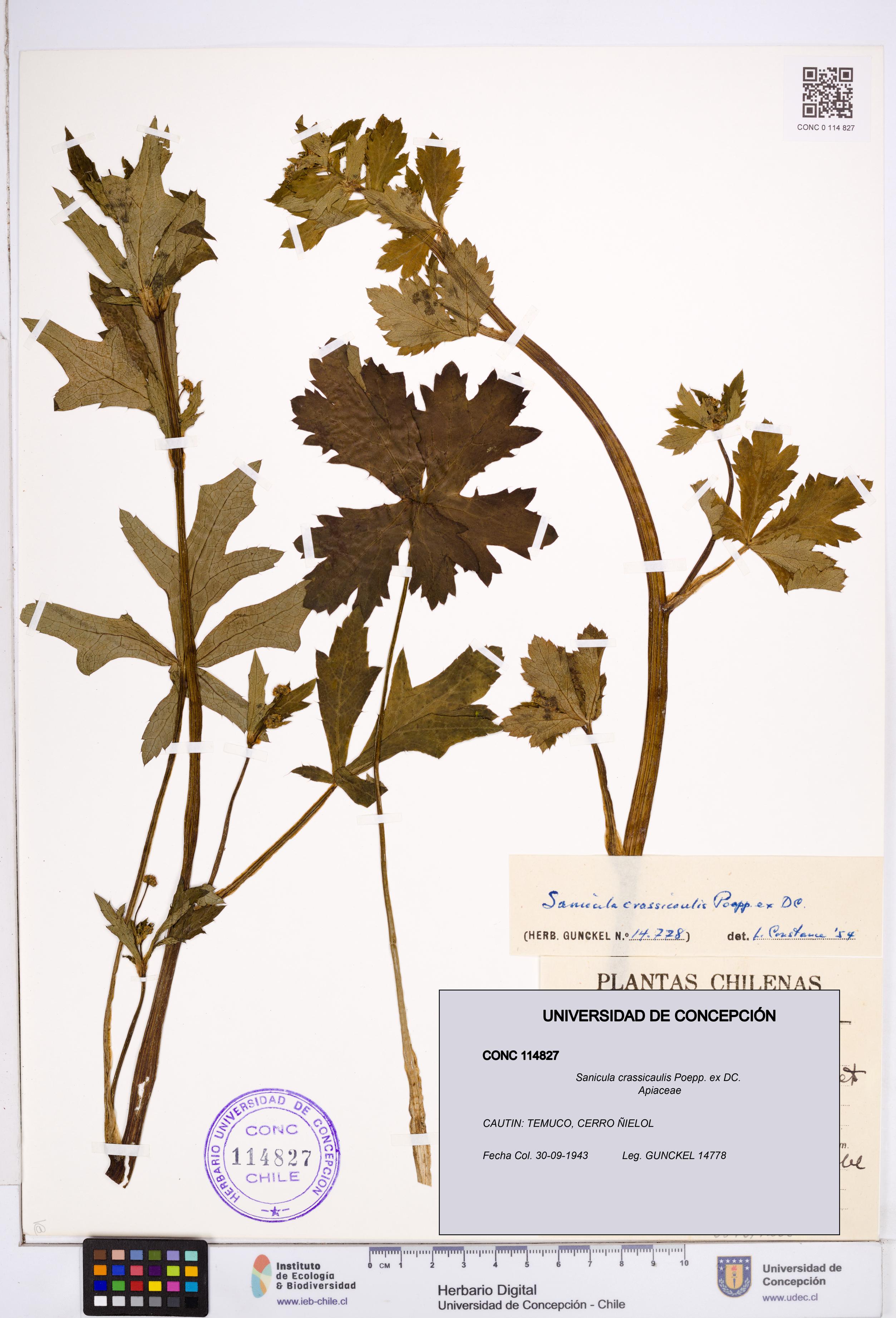 Sanicula crassicaulis [Espécimen: ]