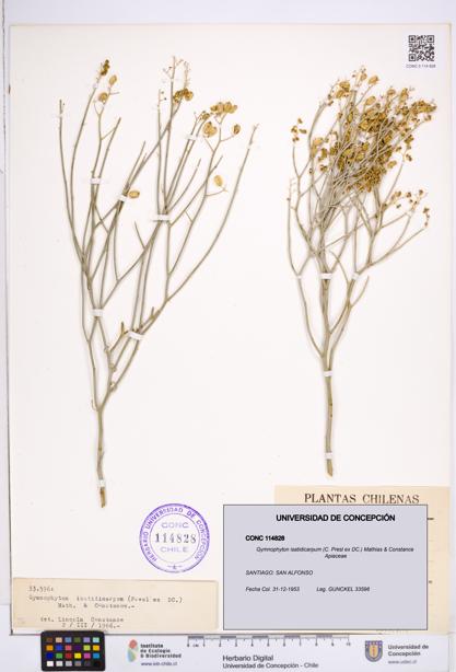 Gymnophyton isatidicarpum [Espécimen: ]