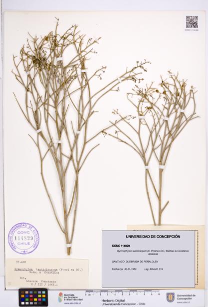 Gymnophyton isatidicarpum [Espécimen: ]