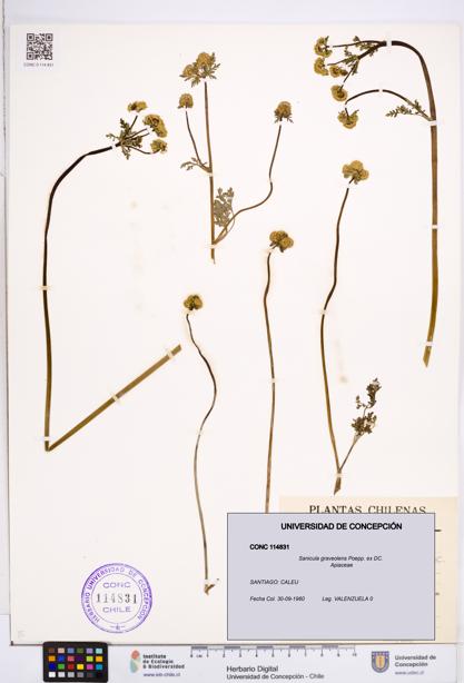 Sanicula graveolens [Espécimen: ]