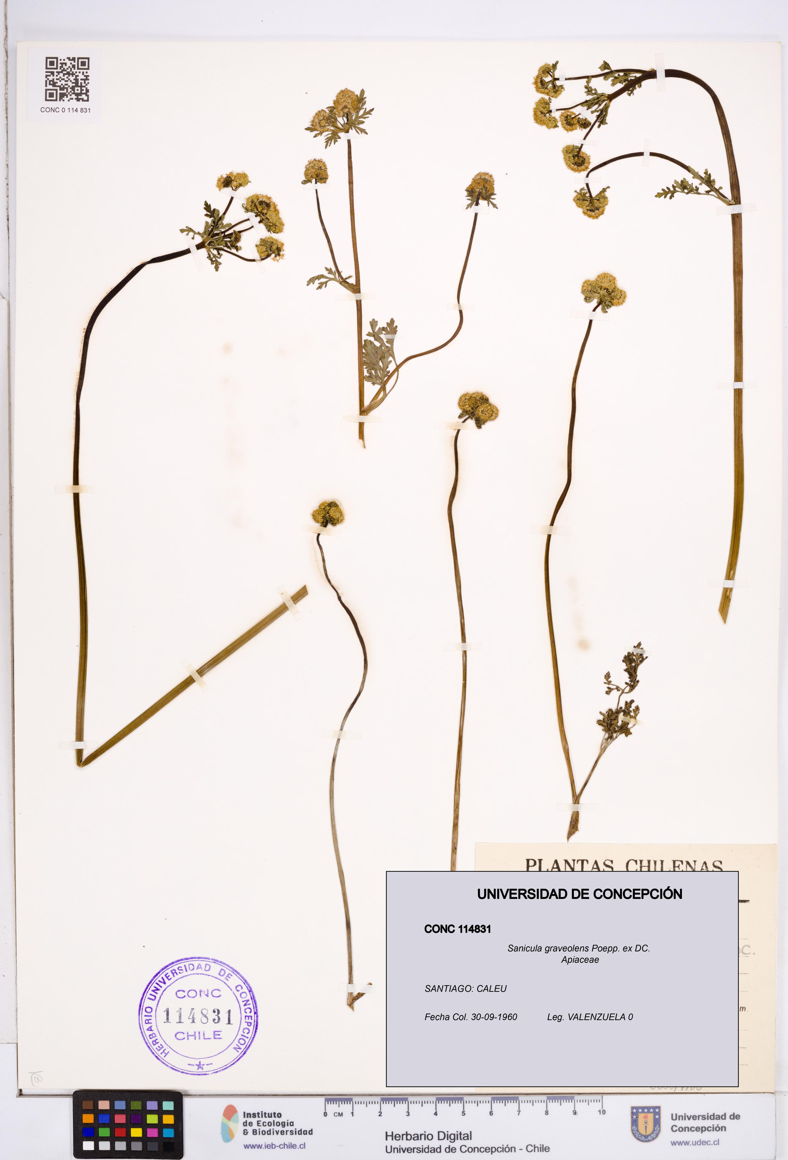 Sanicula graveolens [Espécimen: ]