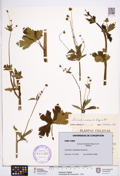 Sanicula crassicaulis [Espécimen: ]