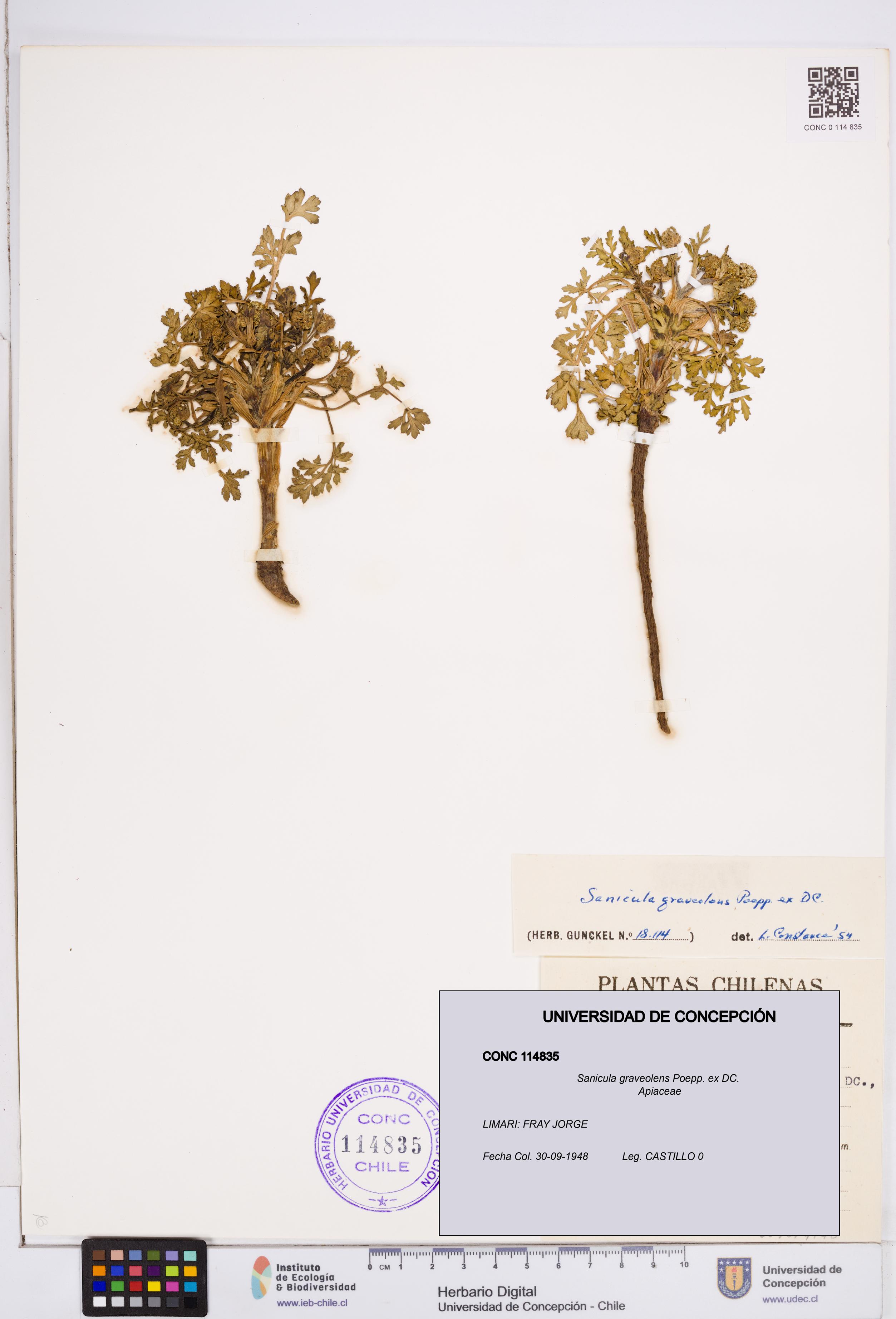 Sanicula graveolens [Espécimen: ]