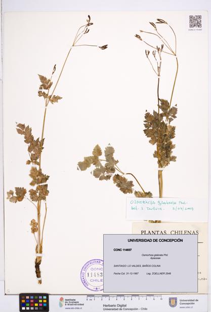 Osmorhiza glabrata [Espécimen: ]