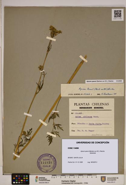 Apium panul [Espécimen: ]