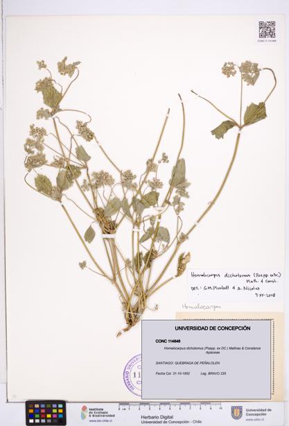 Homalocarpus dichotomus [Espécimen: ]
