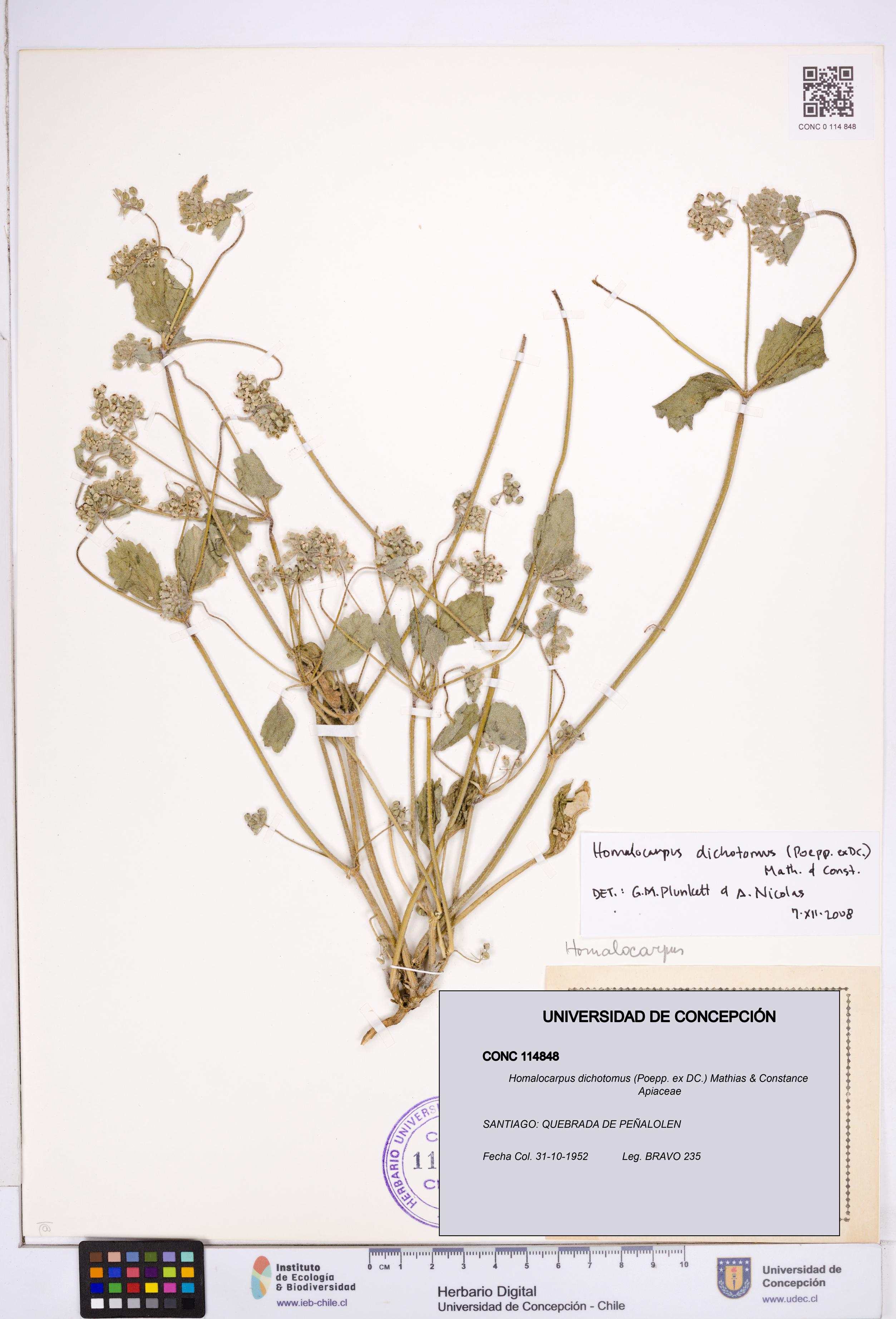 Homalocarpus dichotomus [Espécimen: ]