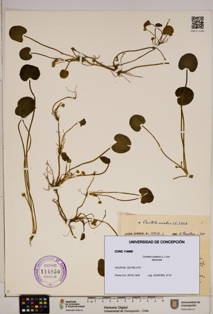 Centella asiatica [Espécimen: ]