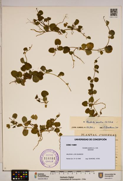 Centella asiatica [Espécimen: ]