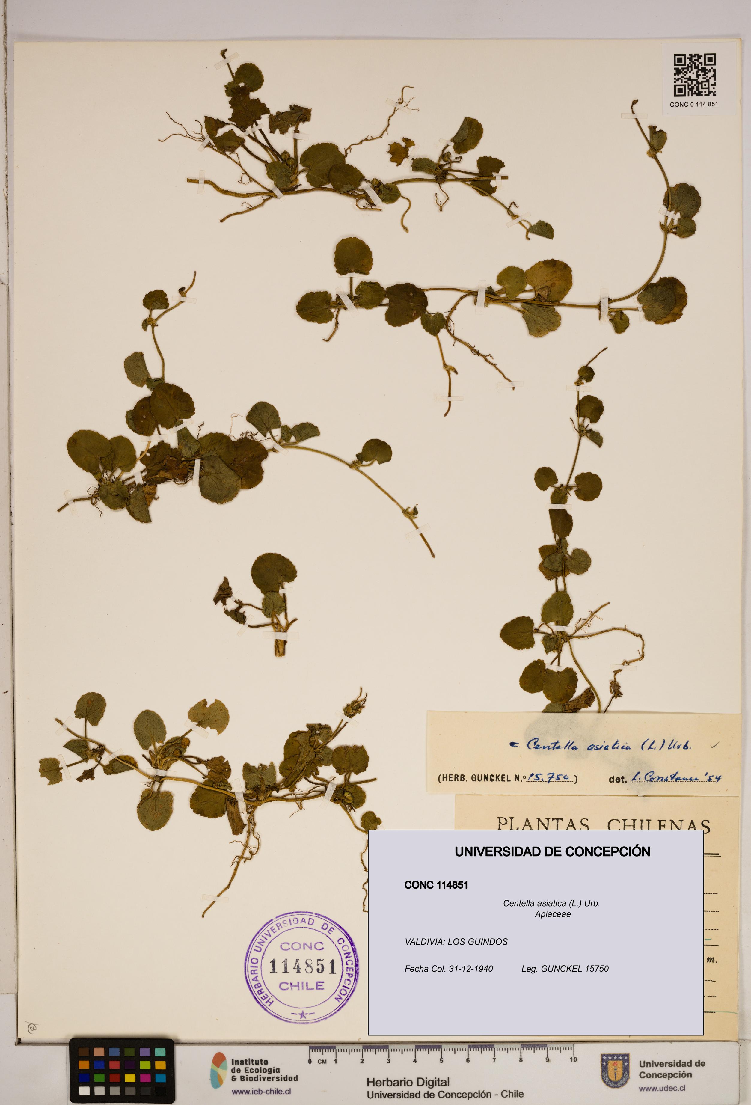 Centella asiatica [Espécimen: ]