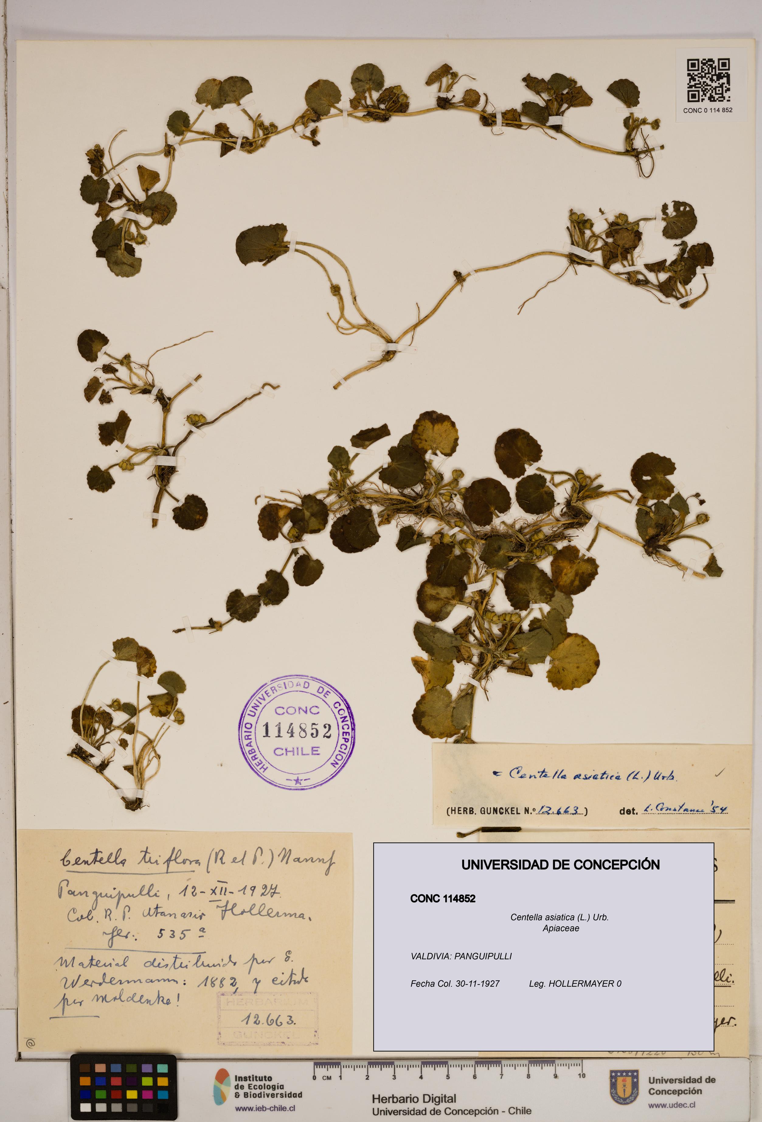 Centella asiatica [Espécimen: ]