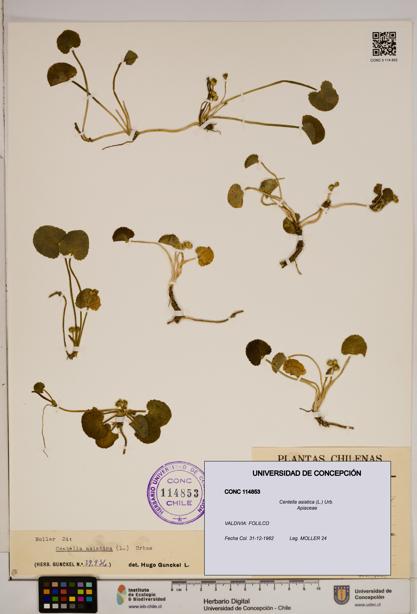 Centella asiatica [Espécimen: ]