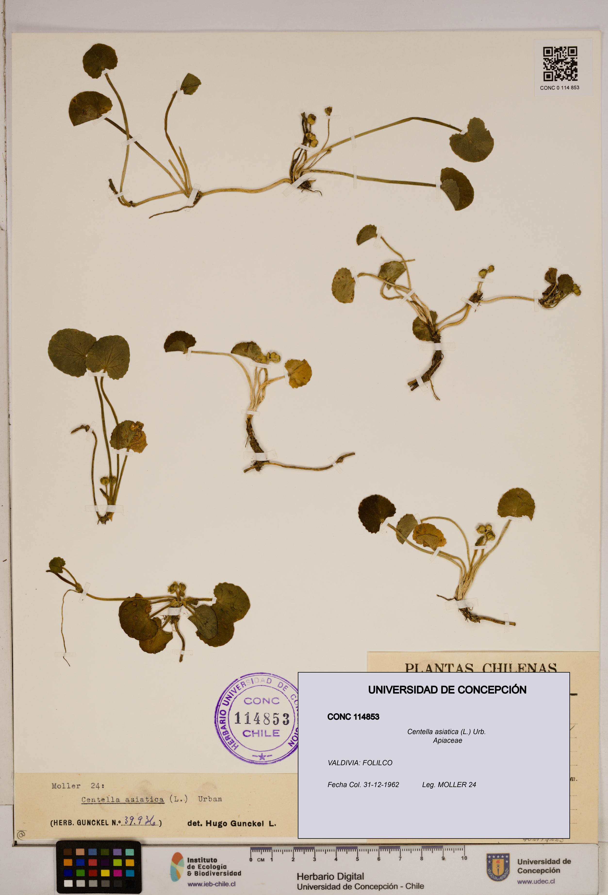 Centella asiatica [Espécimen: ]