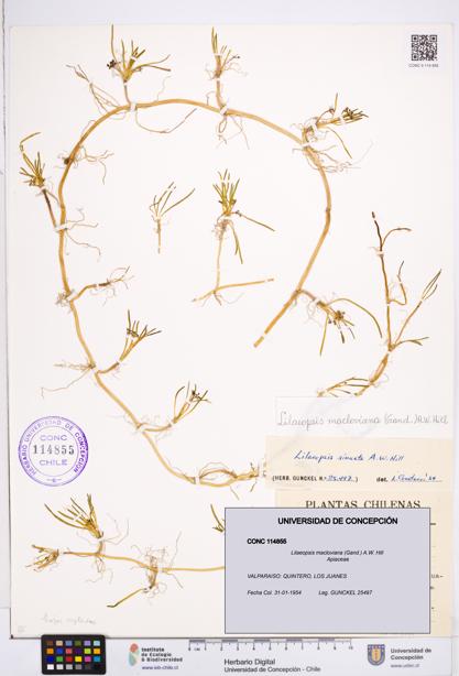 Lilaeopsis macloviana [Espécimen: ]