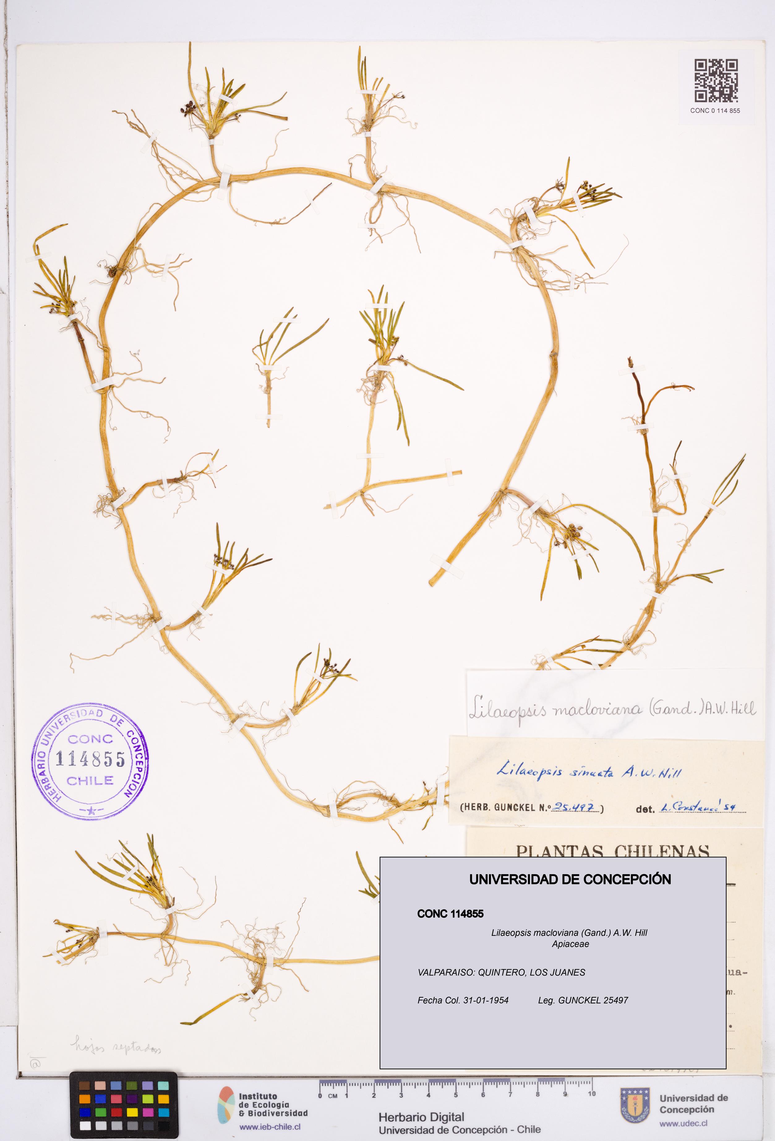 Lilaeopsis macloviana [Espécimen: ]