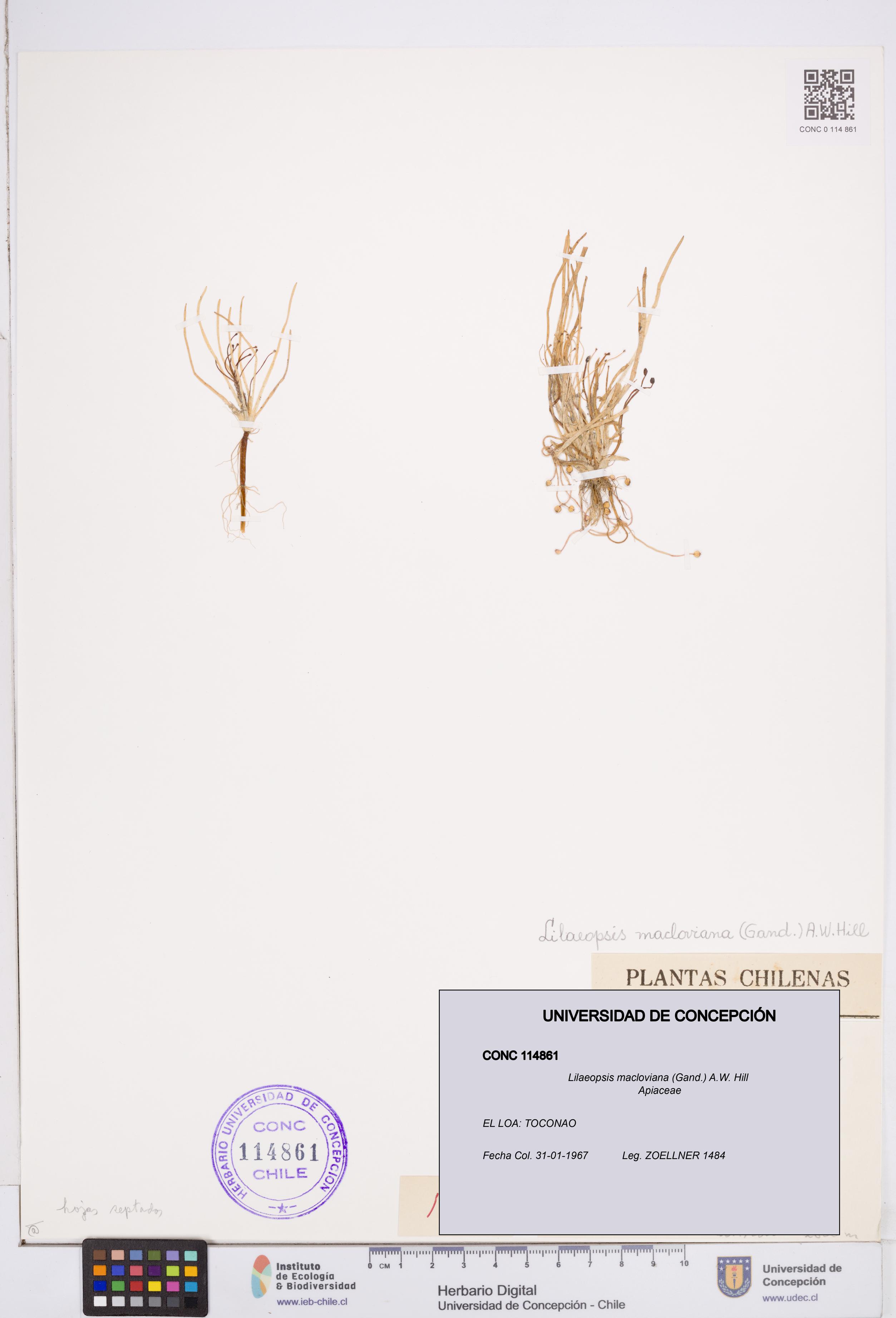 Lilaeopsis macloviana [Espécimen: ]