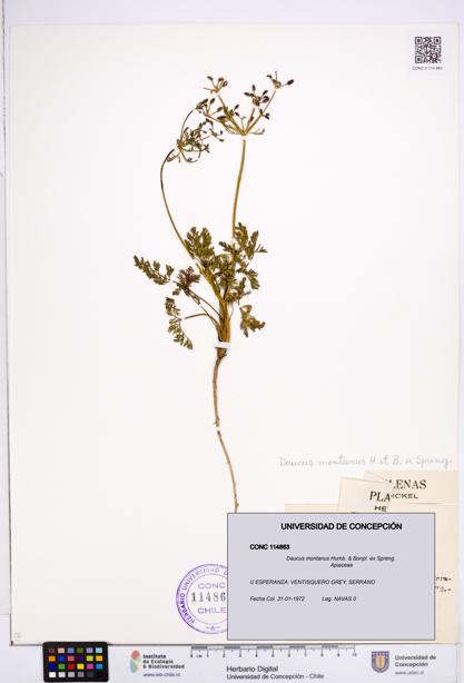 Daucus montanus [Espécimen: ]