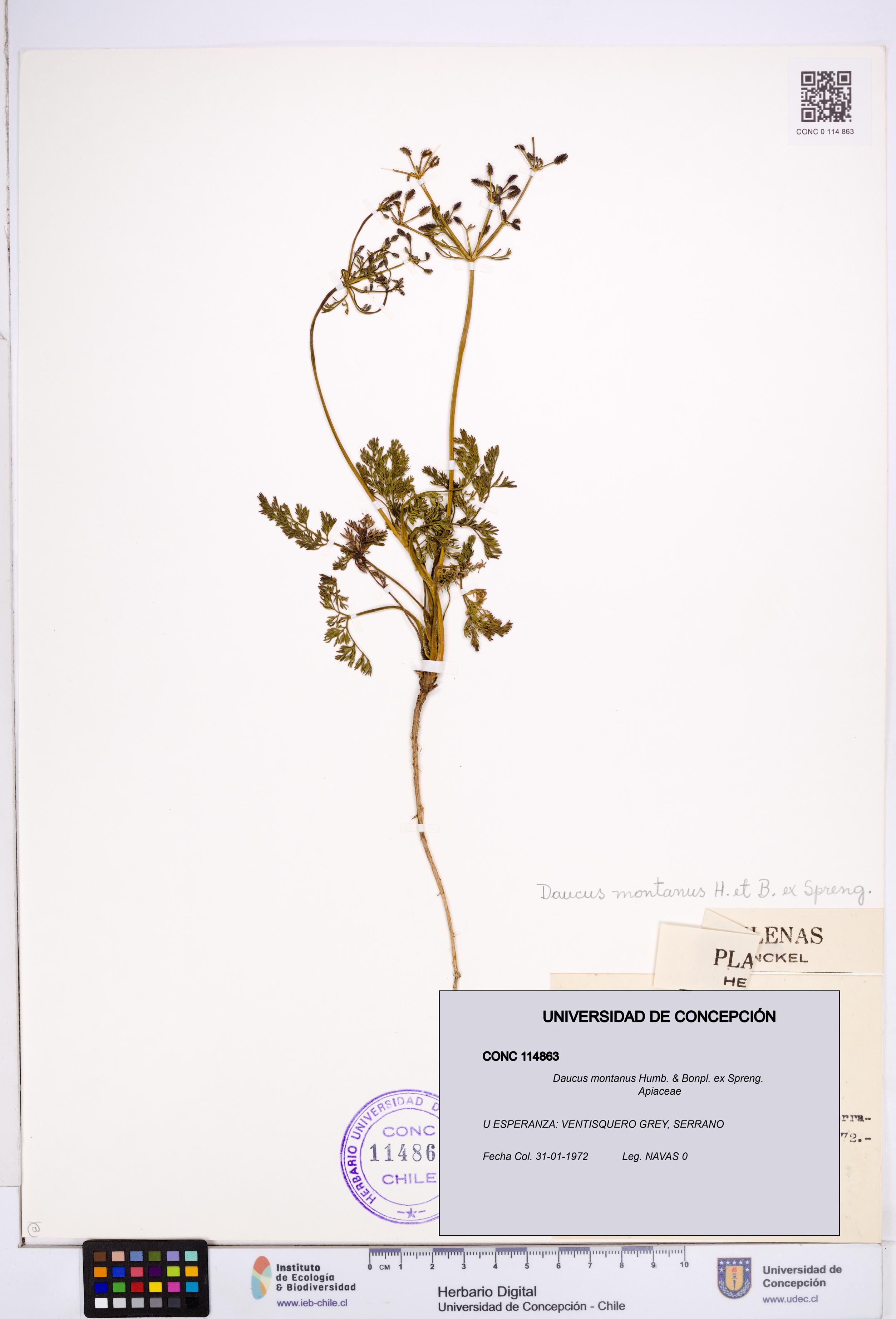 Daucus montanus [Espécimen: ]