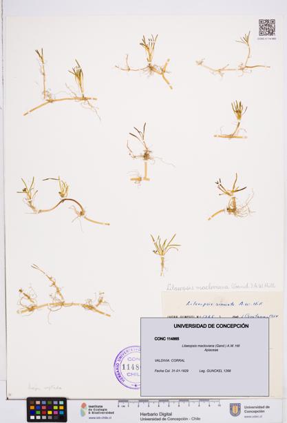 Lilaeopsis macloviana [Espécimen: ]