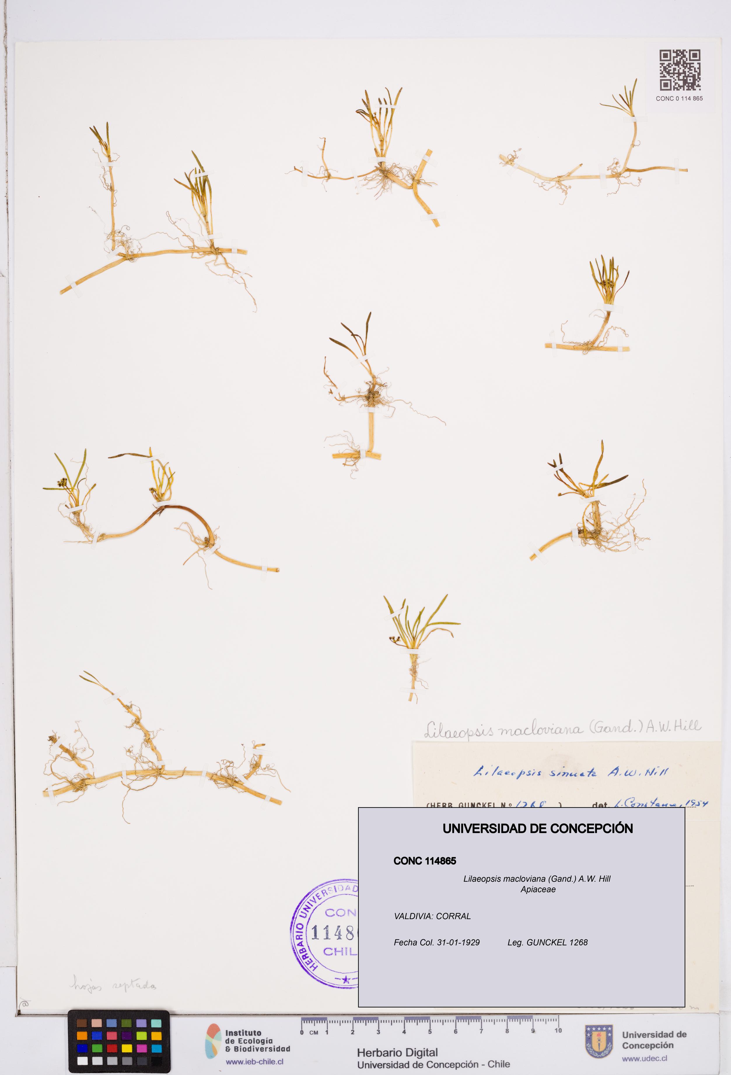 Lilaeopsis macloviana [Espécimen: ]