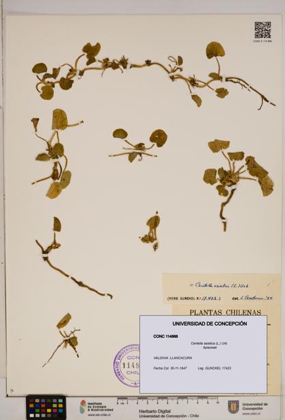 Centella asiatica [Espécimen: ]