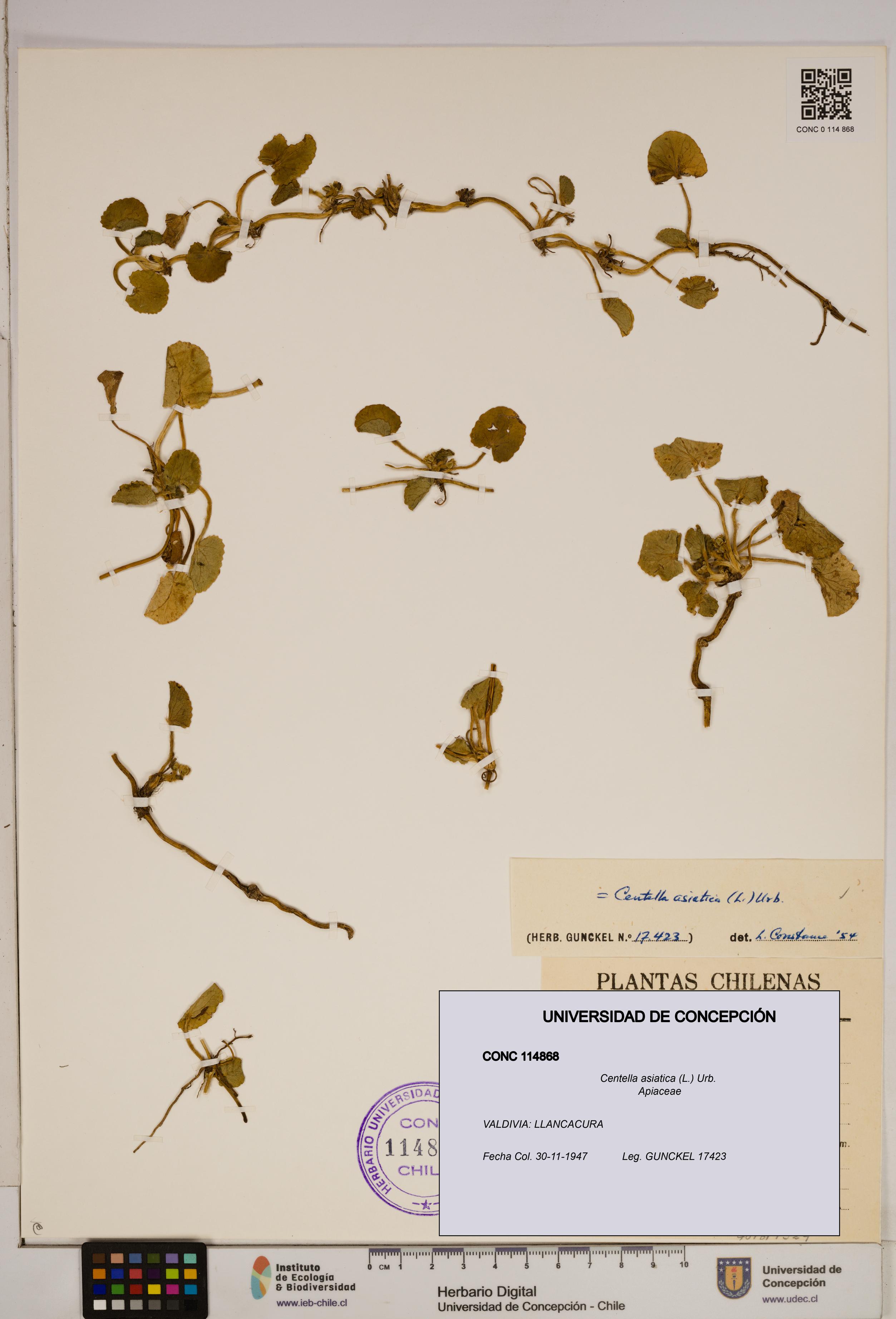 Centella asiatica [Espécimen: ]