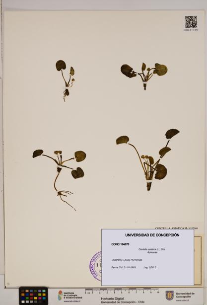 Centella asiatica [Espécimen: ]