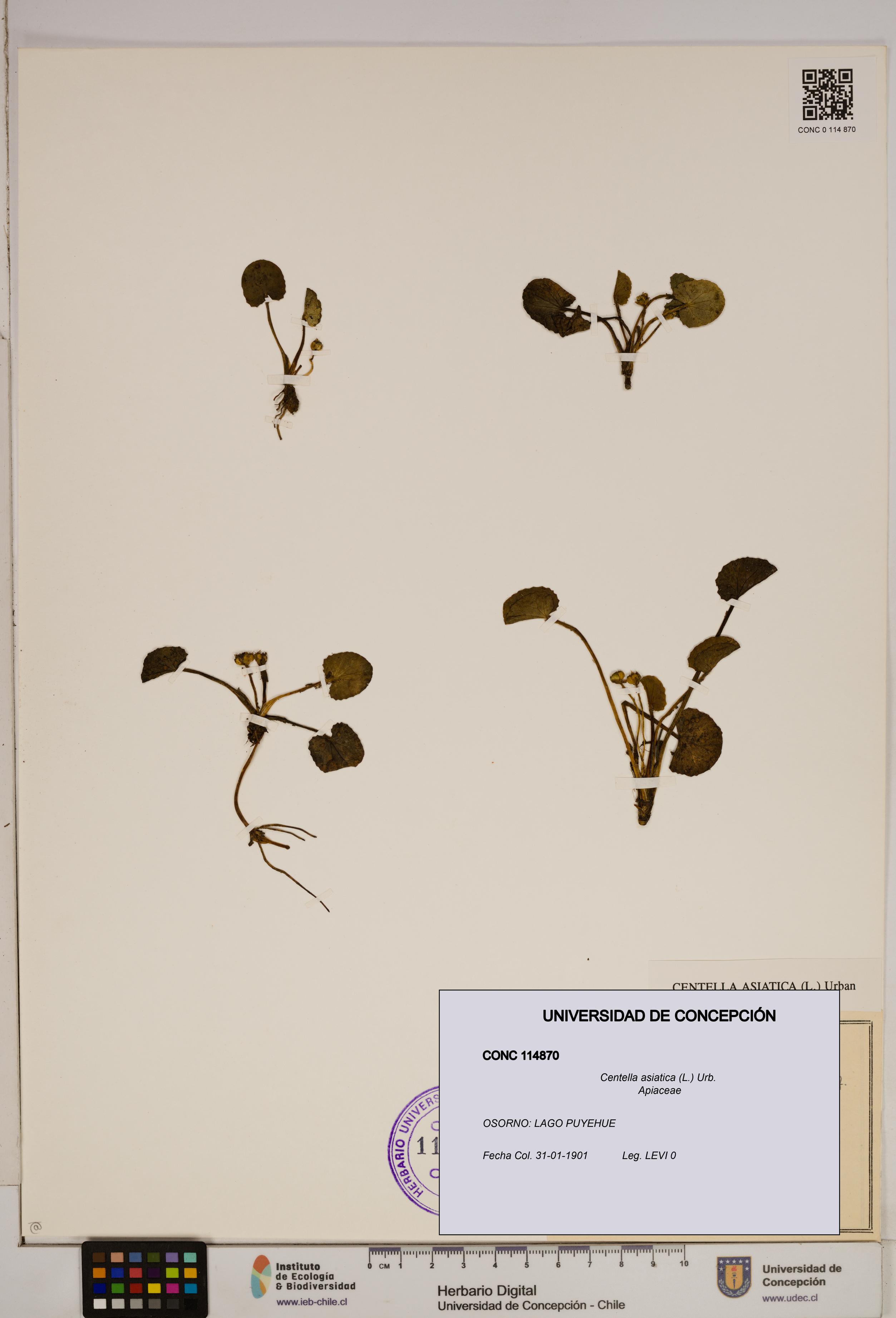 Centella asiatica [Espécimen: ]
