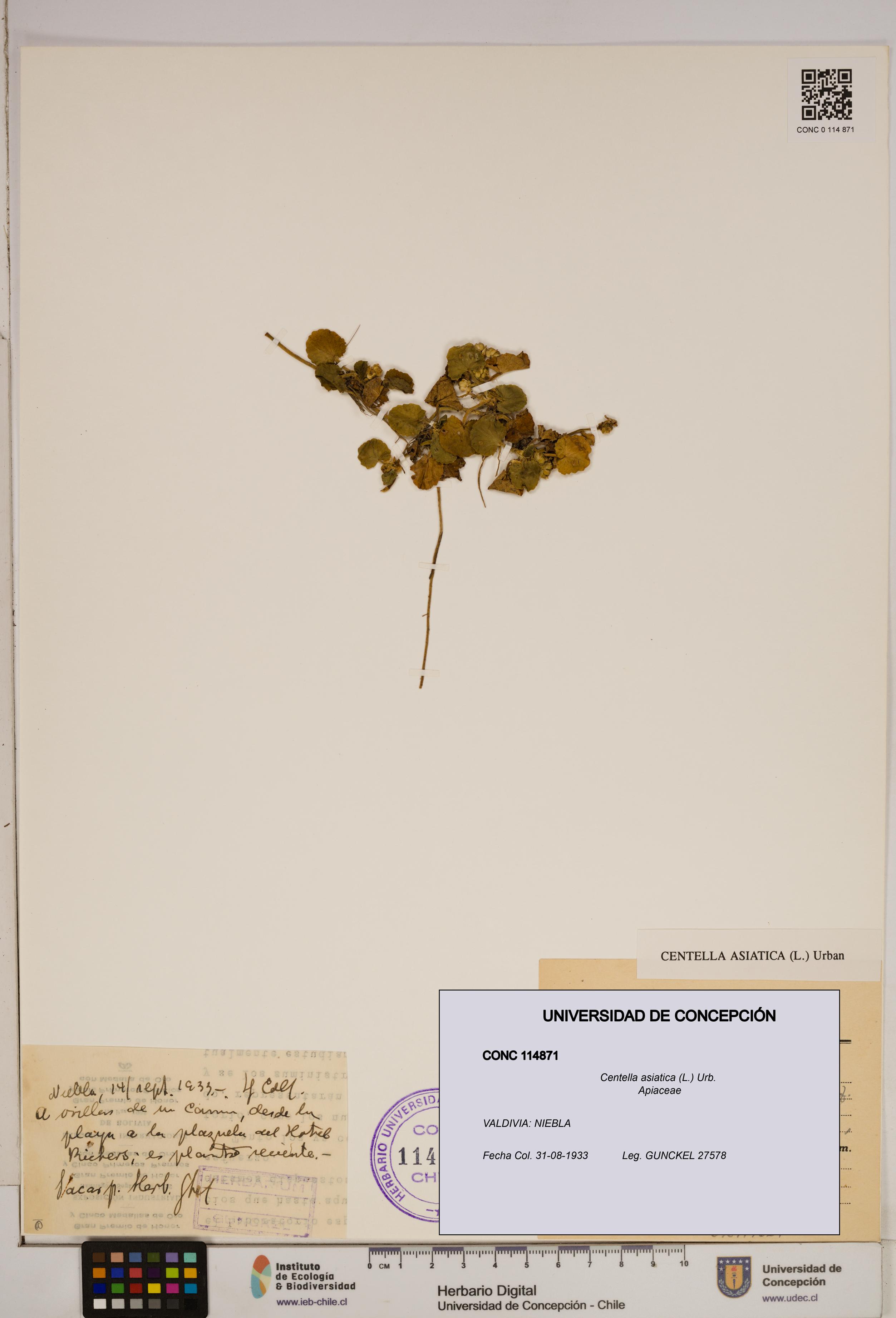 Centella asiatica [Espécimen: ]