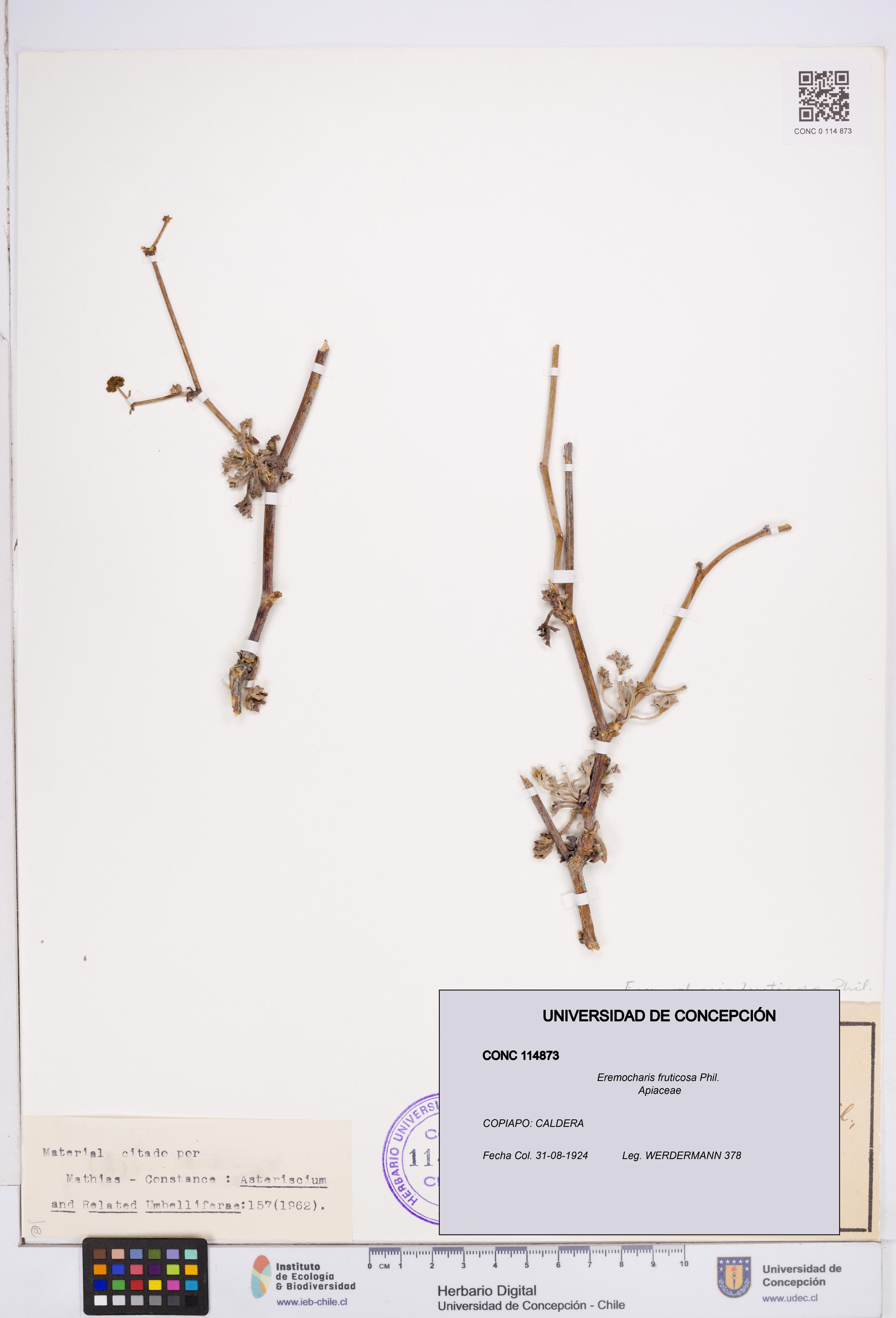 Eremocharis fruticosa [Espécimen: ]