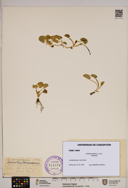 Centella asiatica [Espécimen: ]