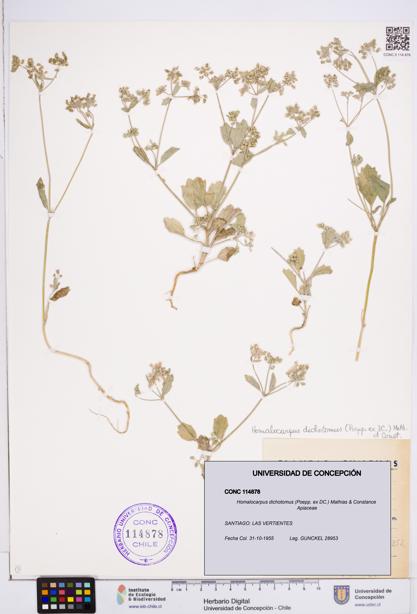 Homalocarpus dichotomus [Espécimen: ]