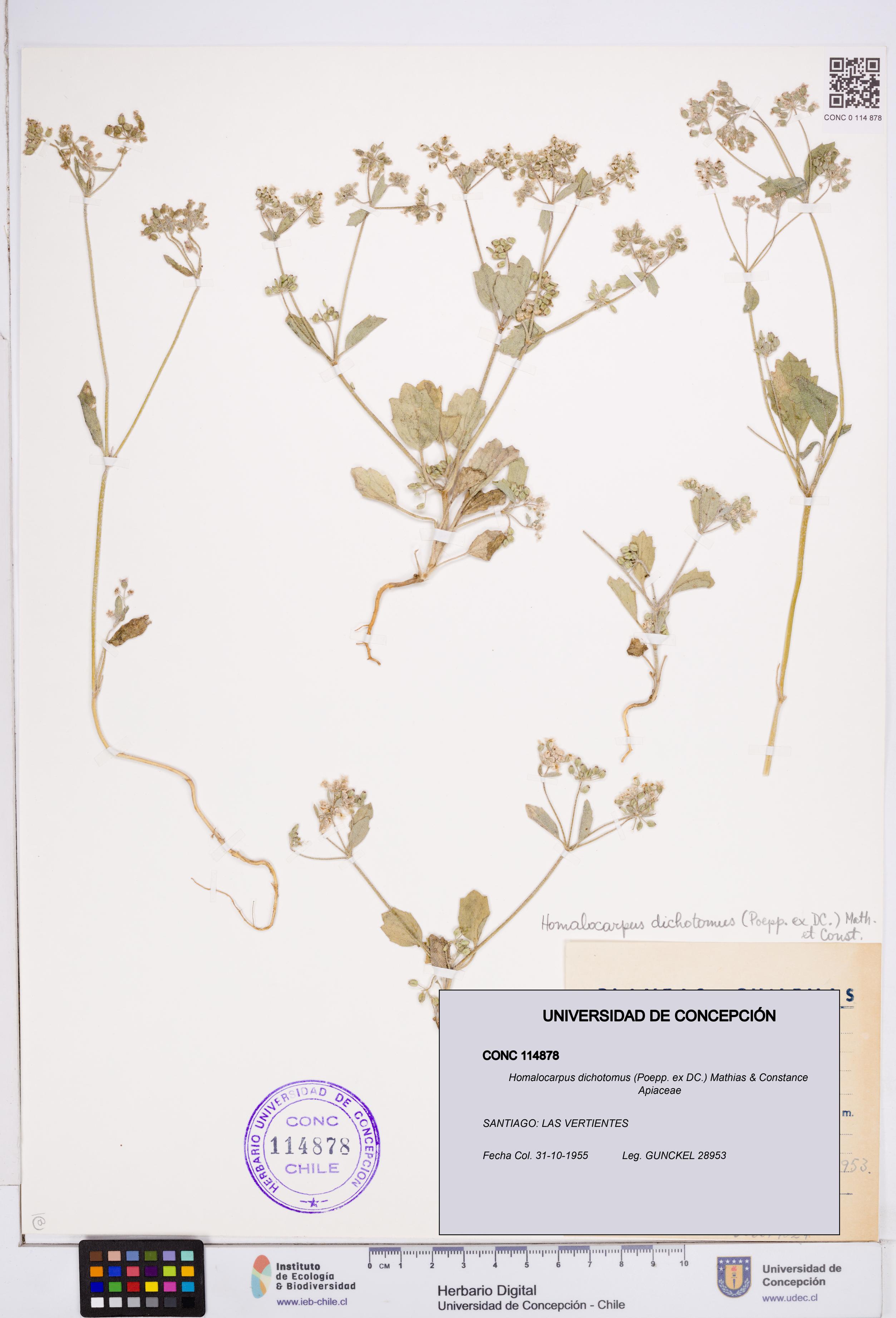 Homalocarpus dichotomus [Espécimen: ]