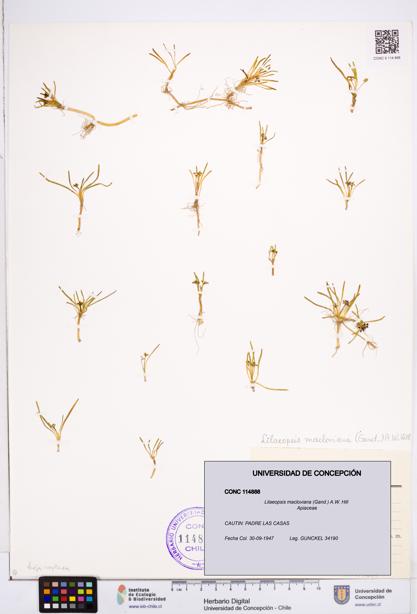 Lilaeopsis macloviana [Espécimen: ]