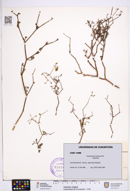 Eremocharis fruticosa [Espécimen: ]