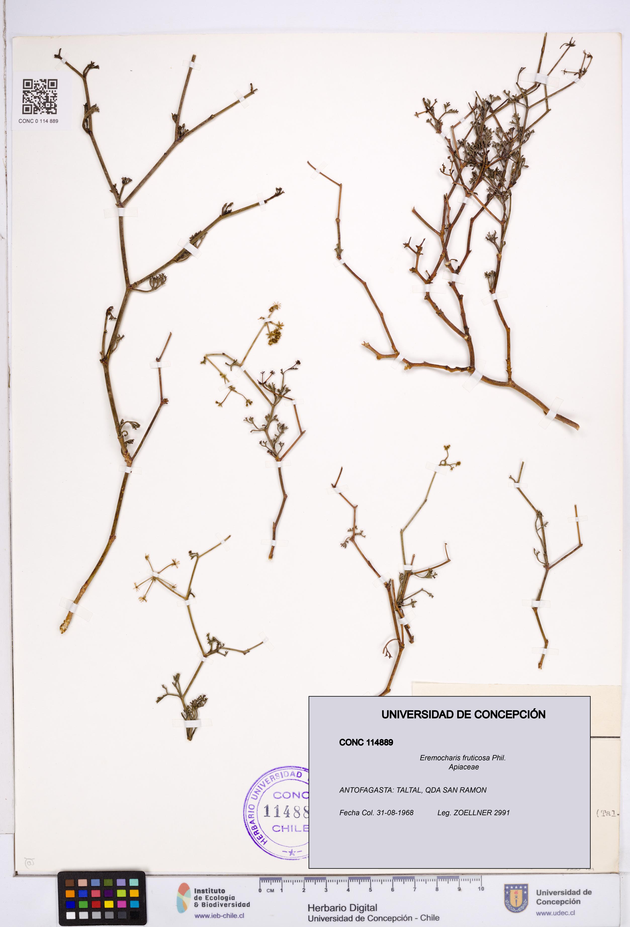 Eremocharis fruticosa [Espécimen: ]