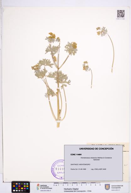 Homalocarpus dissectus [Espécimen: ]