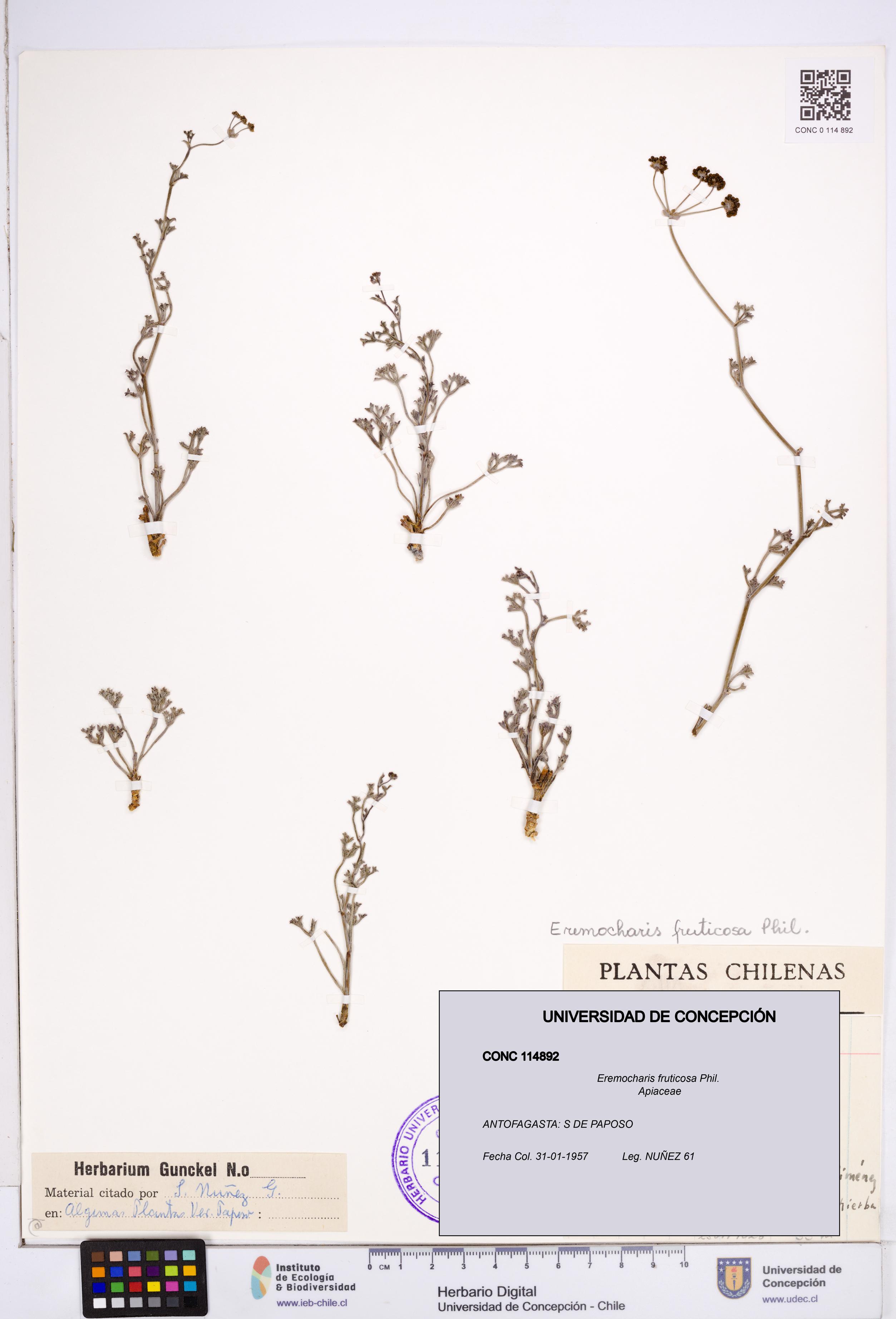 Eremocharis fruticosa [Espécimen: ]