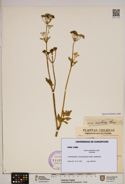 Apium prostratum [Espécimen: ]