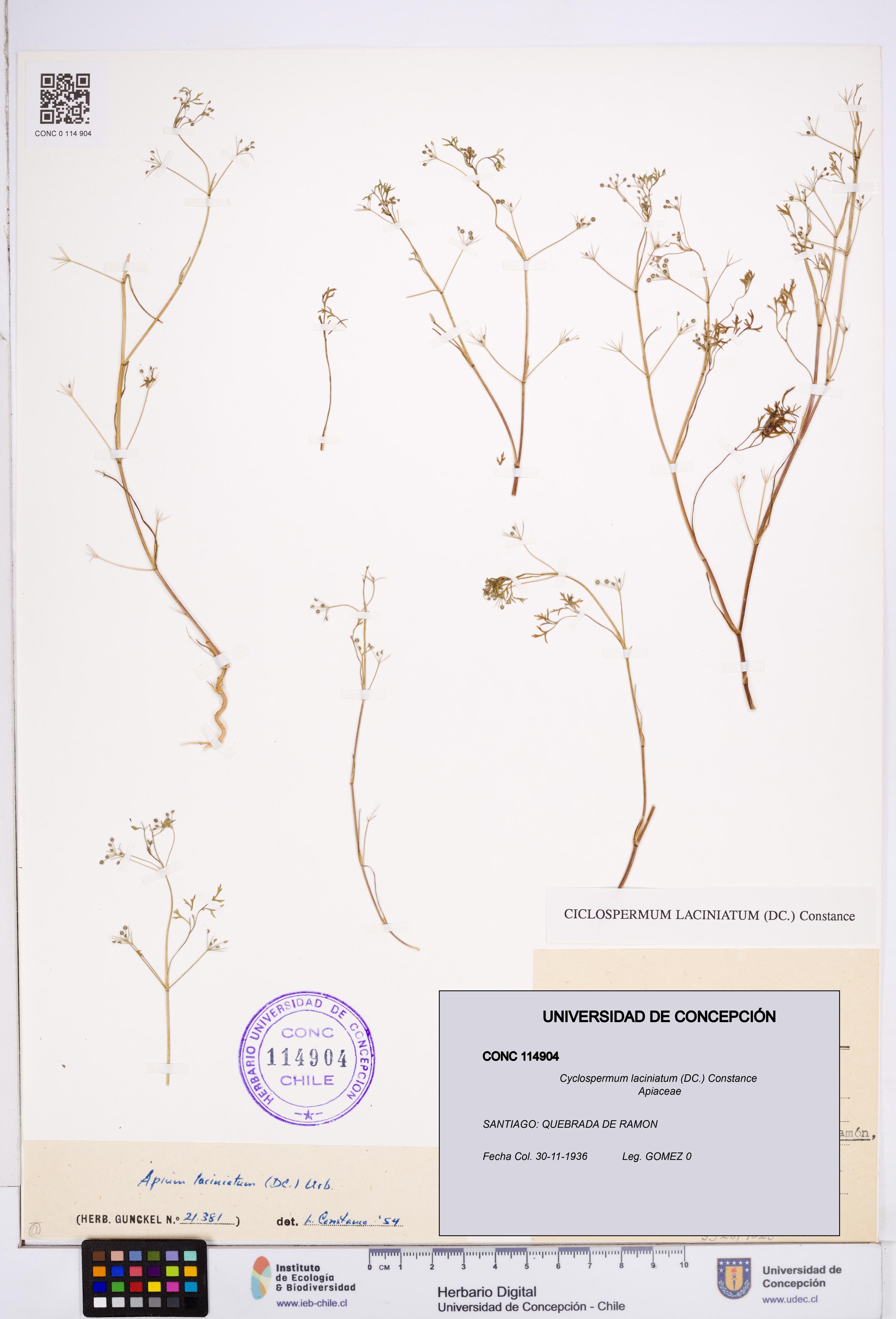 Cyclospermum laciniatum [Espécimen: ]