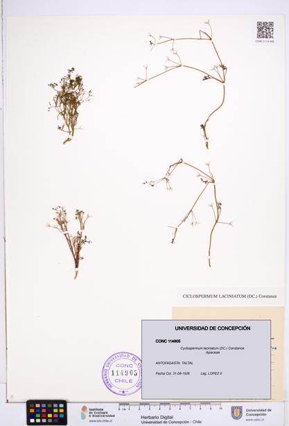 Cyclospermum laciniatum [Espécimen: ]