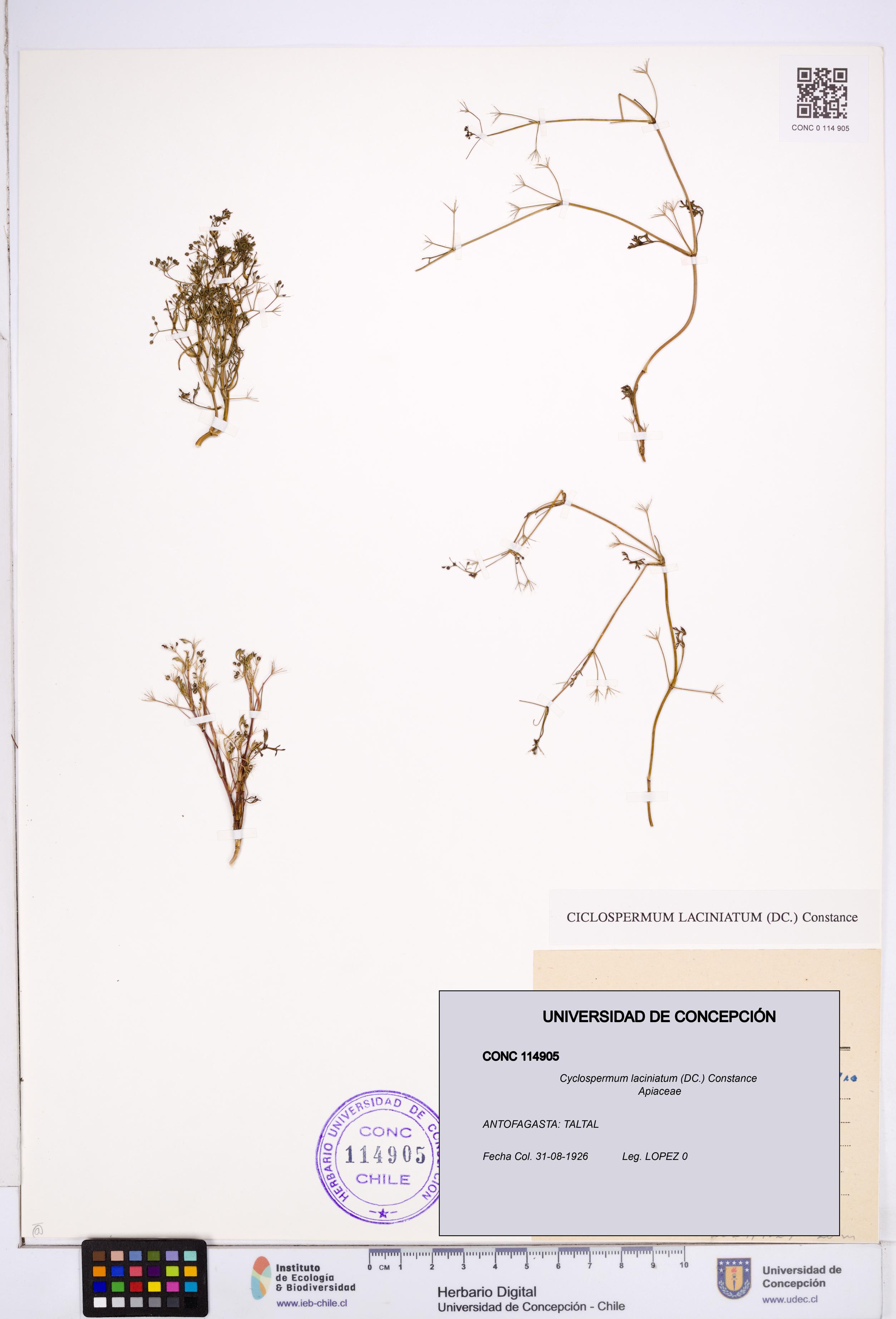 Cyclospermum laciniatum [Espécimen: ]