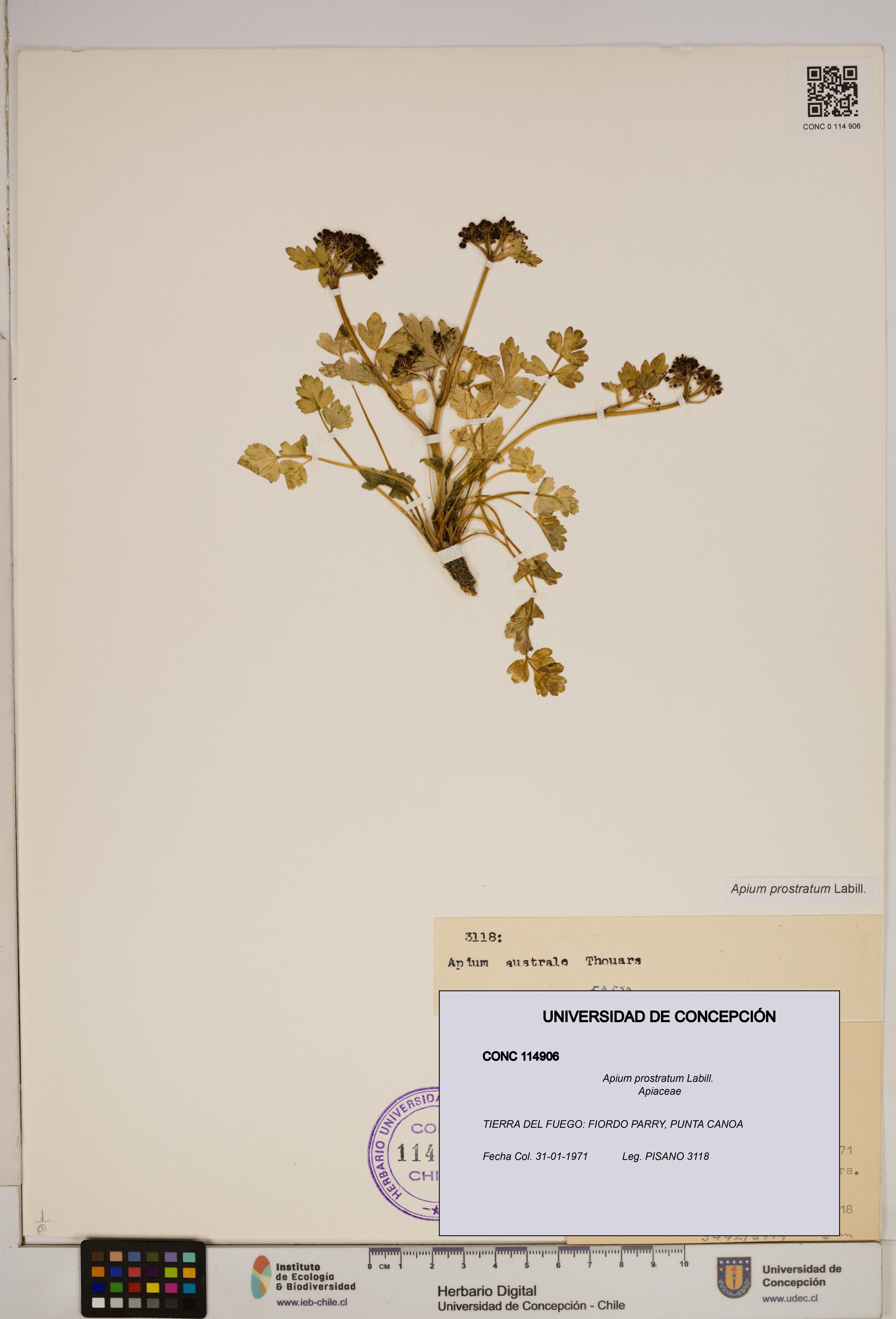 Apium prostratum [Espécimen: ]