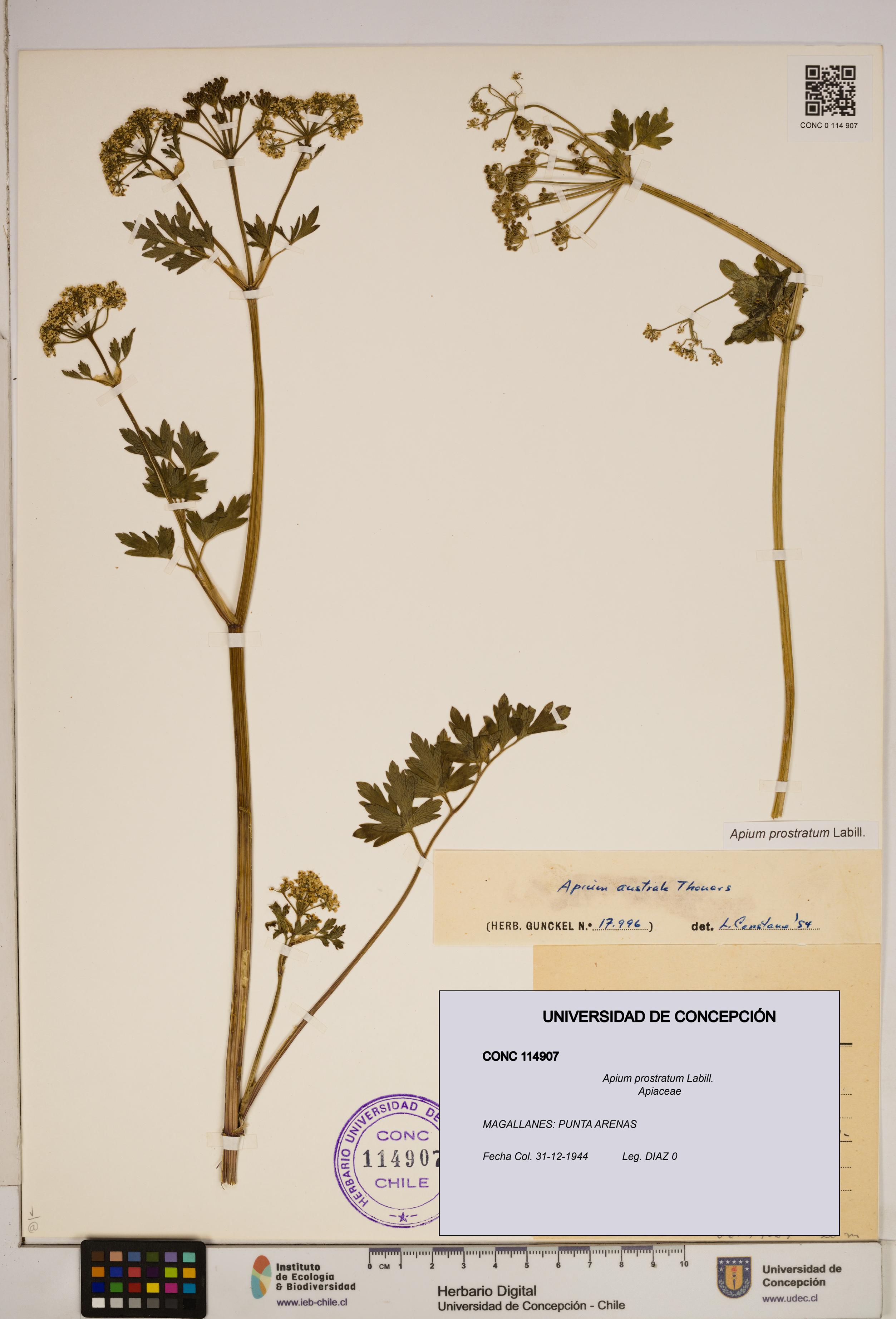 Apium prostratum [Espécimen: ]